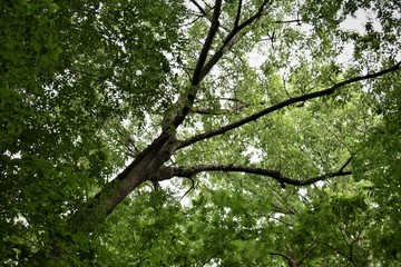 Tall trees and foliage in the forest