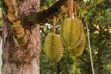 durian fruit on tree in farming