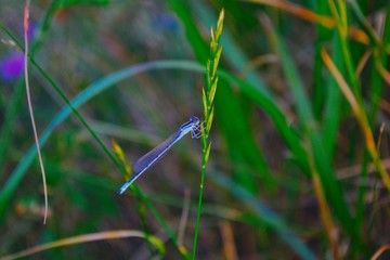 Blue Dragonfly