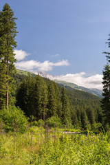 For&ecirc;t et montagne