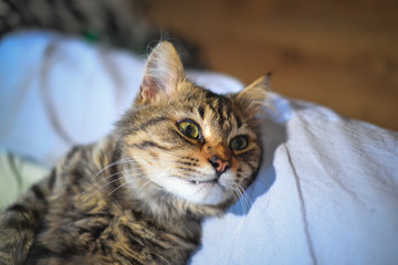 Beautiful cute cat portrait close up