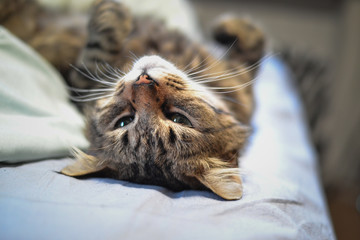 Beautiful cute cat portrait close up