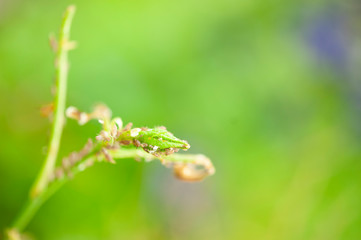 lice on plant snowy white