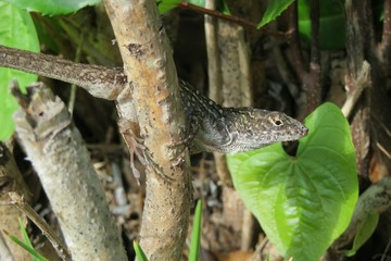 Florida anole lizard on tree