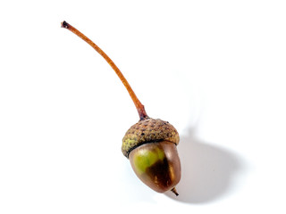 Acorn on white background