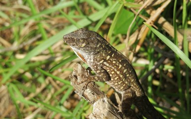 Tropical anole lizard on branch in Florida wild, closeup