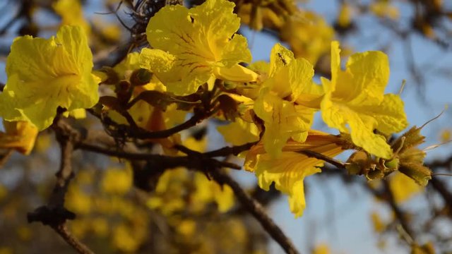 Close up of Brazilian Yellow Ipe tree flowers (Golden trumpet) with blue sky - Handroanthus chrysotrichus plant