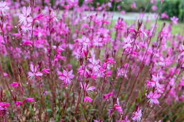 Small dark pink flowers Gaura lindheimeri Belleza in a garden.