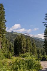 Chemin forestier en montagne
