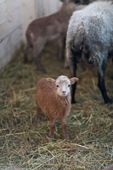 Naklejka premium Little cute brown lamb in the stall.