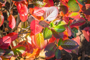 Beautiful green and red leaves grow on tree branches.