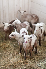 Naklejka na ściany i meble Little cute brown lambs in a stall.