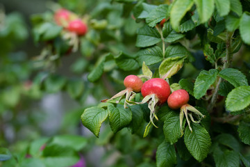 Rosehips with many brightly red fruits and green leaves