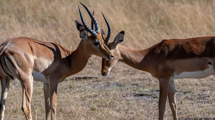 Bachelor impala