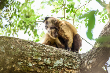 Brown striped tufted capuchin monkey,Amazon jungle,Brazil