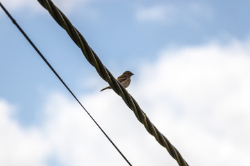 moineau