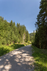 Fototapeta na wymiar Chemin forestier en montagne