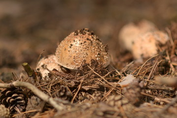 white fly agaric in the forest