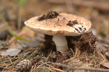 white fly agaric in the forest