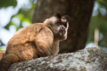 Brown striped tufted capuchin monkey,Amazon jungle,Brazil