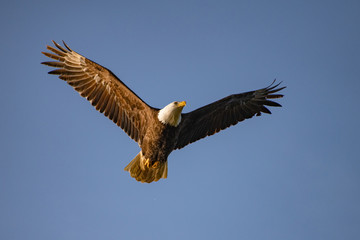 bald eagle in flight against blue sky