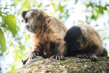Brown striped tufted capuchin monkey,Amazon jungle,Brazil