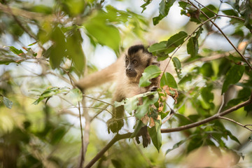 Brown striped tufted capuchin monkey,Amazon jungle,Brazil