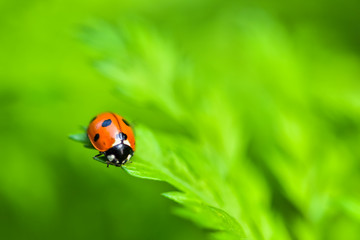 Wildlife-insects inhabiting wild plants