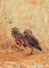 Casal Coruja