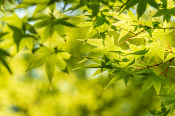 Fototapeta na wymiar the beautiful autumn color of Japan green maple leaves on tree in japan garden