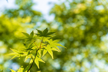 Obraz premium the beautiful autumn color of Japan green maple leaves on tree in japan garden