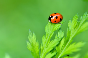 Wildlife-insects inhabiting wild plants