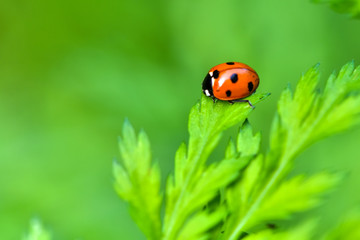 Wildlife-insects inhabiting wild plants