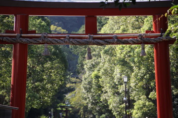 赤い鳥居と木々、鎌倉、日本