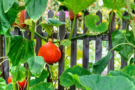 K&uuml;rbis - Hokkaido - am Gartenzaun
