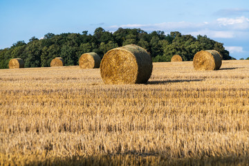 Bele siana  na tle lasu na polu © Lukasz Struk