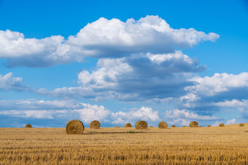 Bele siana  na polu pod chmurami © Lukasz Struk