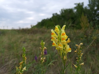 yellow flowers in the field