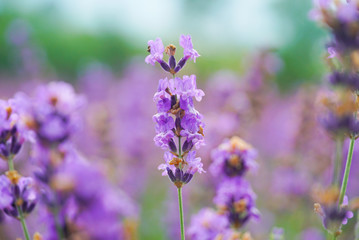 Lavender is withering. 