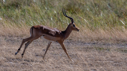 Bachelor impala