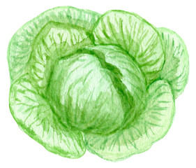 Fototapeta premium Hand painted watercolor cauliflower. Cabbage Isolated on white background.