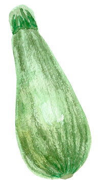 Hand painted watercolor zucchini. Marrow Isolated on white background.