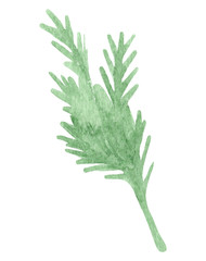Fototapeta premium Hand painted watercolor parsley. Isolated on white background.