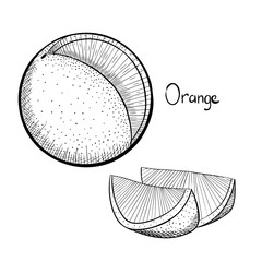 Sketch with orange. Vector illustration isolated on white background