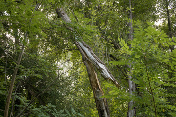 Storm damage. Broken tree in the forest