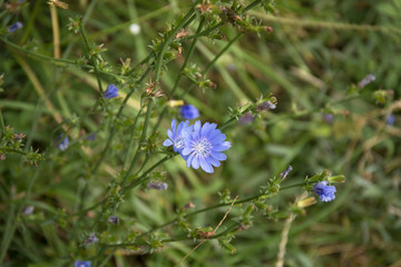 Common Chicory or Cichorium intybus flower blossoms commonly called blue sailors, chicory, coffee weed.
