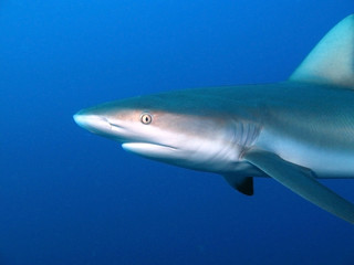 Eye Contact with Shark 