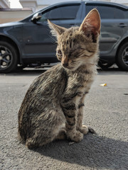 Beautiful cute cat portrait close up