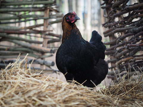 Maran chicken. Portrait of a bird near the village fence