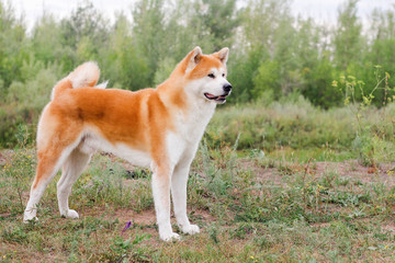 Male purebred Japanese dog Akita inu